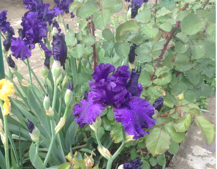 Фото автора. Весенние цветы 2022 года. 