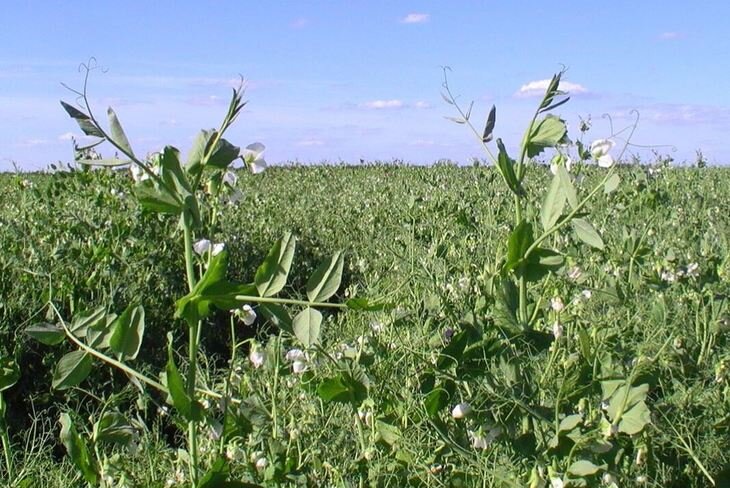    Гороховое молоко тоже хочет стать органическим