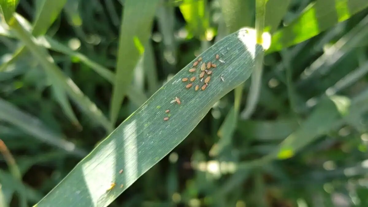 Пороги вредоносности: как считать? | ГлавАгроном | Дзен