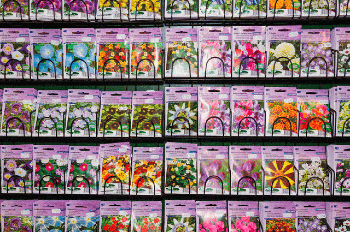    Развлечение для азартных. Что можно сеять прямо в снег?