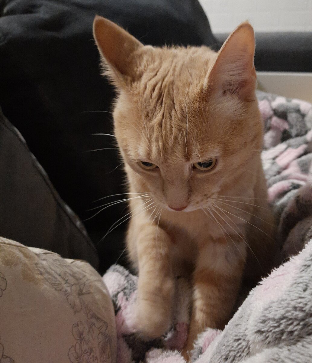 Как мы с котом мужа лечили. | Записки о Скизи | Дзен