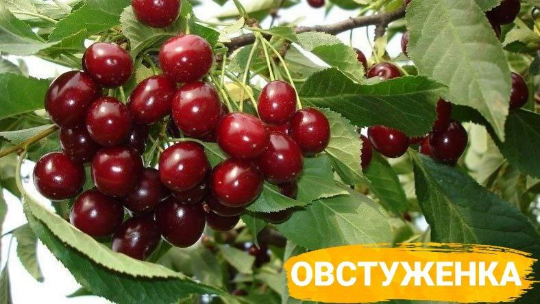 Овстуженка черешня описание опылители фото