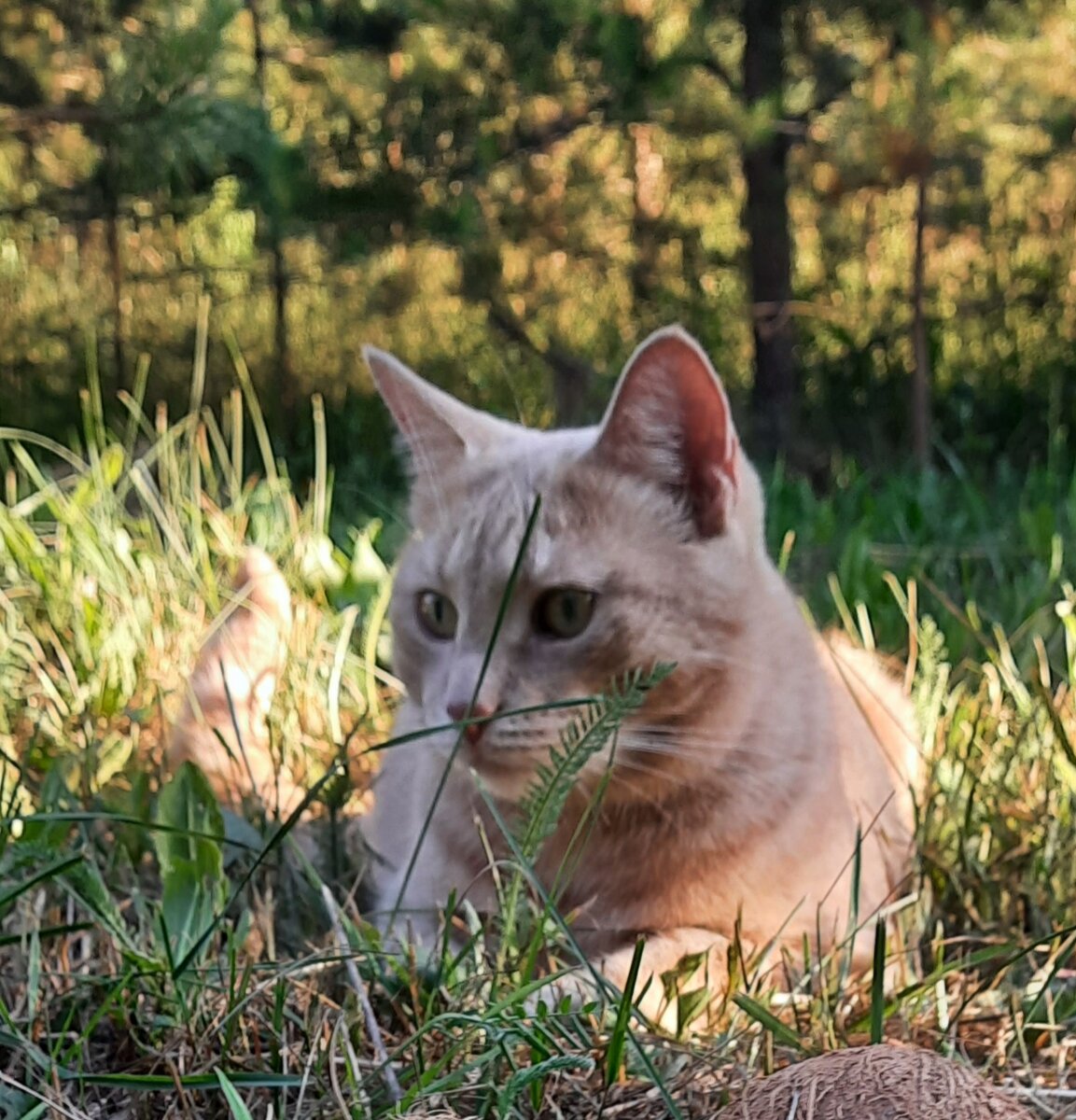 Вот Вам летнего кота в ленту))