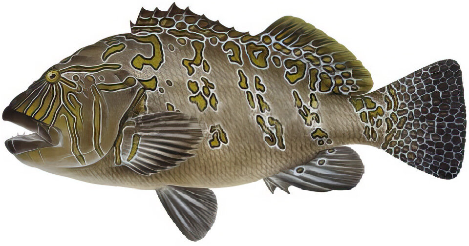 Cirrhitus rivulatus