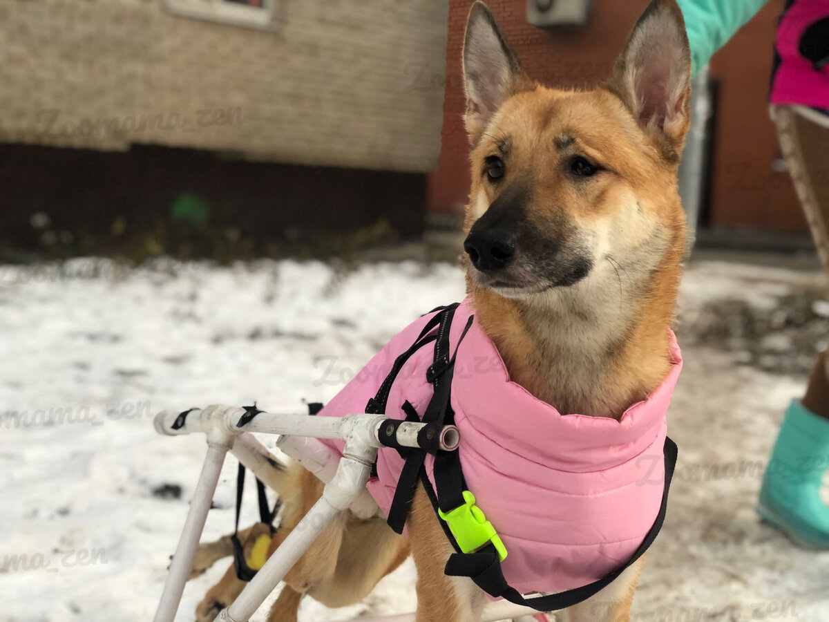 Лисичка на прогулке 