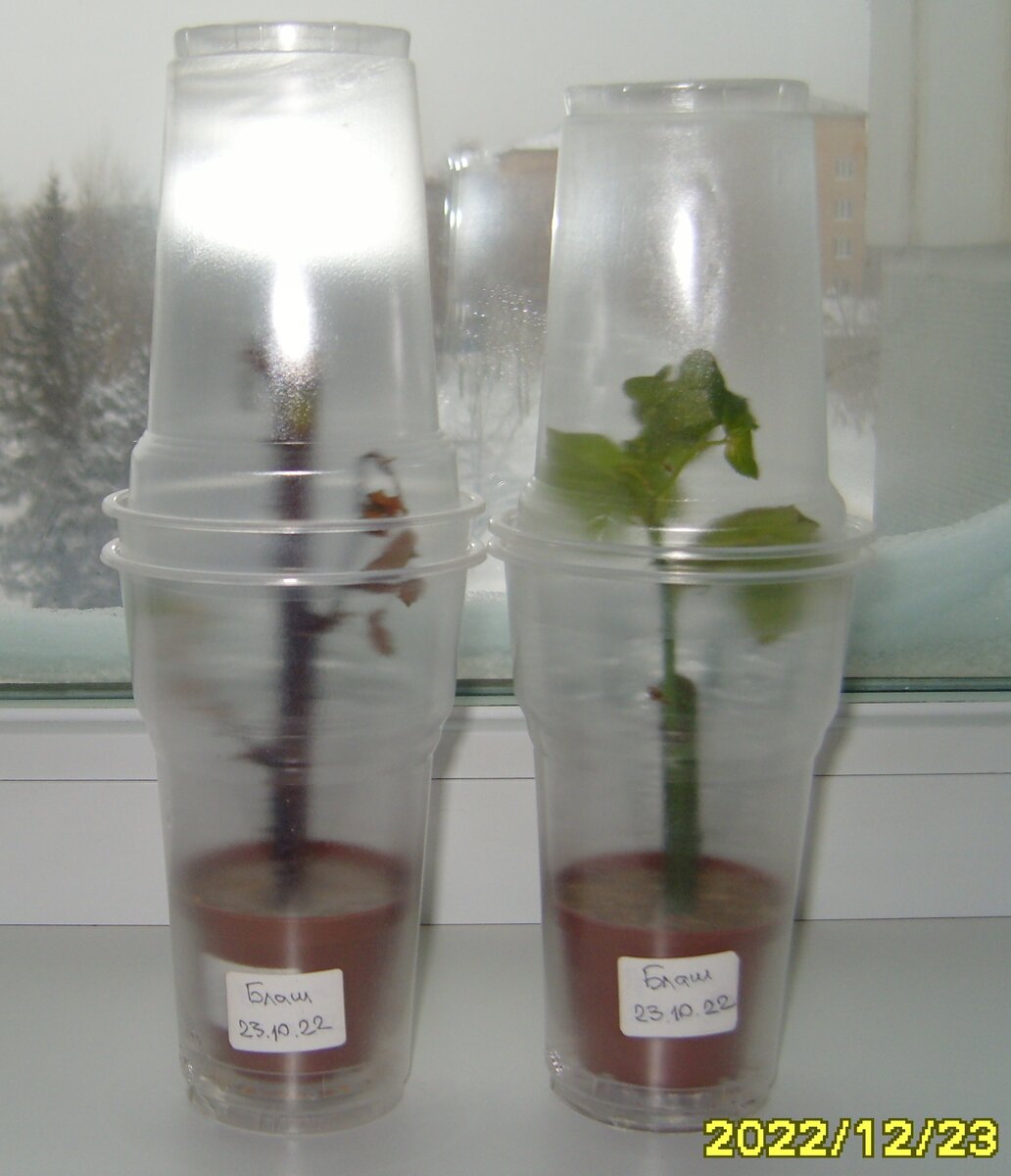 Состояние двух черенков розы Блаш через два месяца