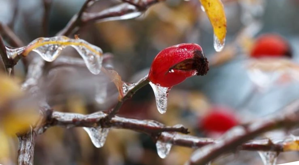 Аномальная зима: как защитить растения от сюрпризов погоды
