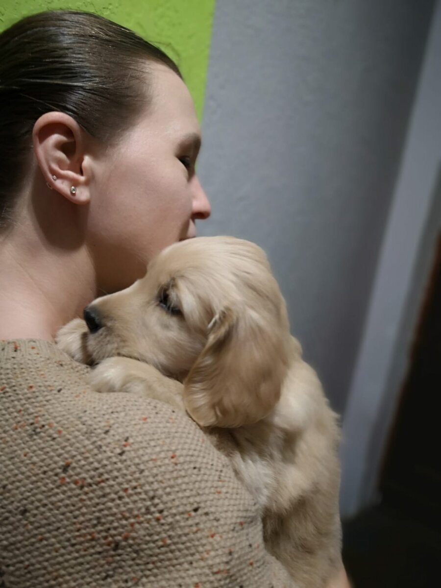 Палевый щенок прямошерстного ретривера