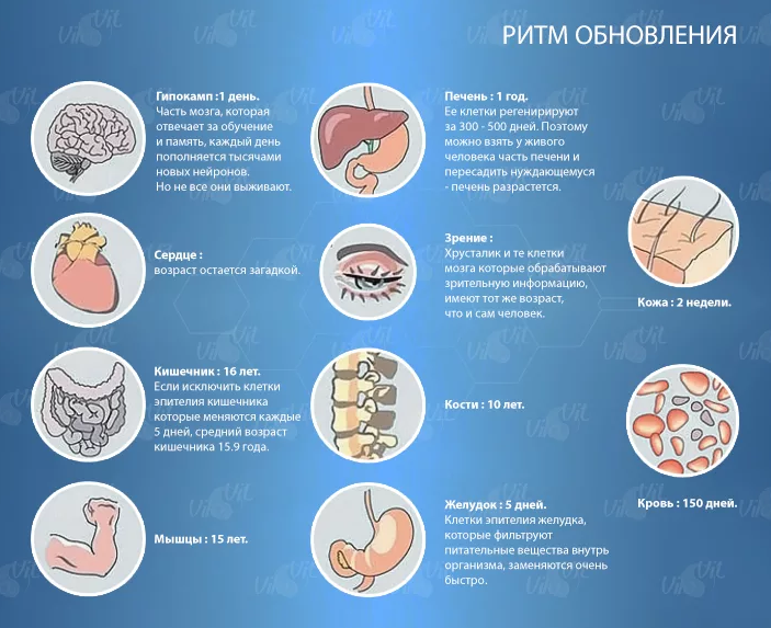 Почему они периодически обновляются. Обновление клеток в организме человека. Обновление клеток в организме человека сроки. Сроки обновления клеток организма. Ритм обновления клеток.