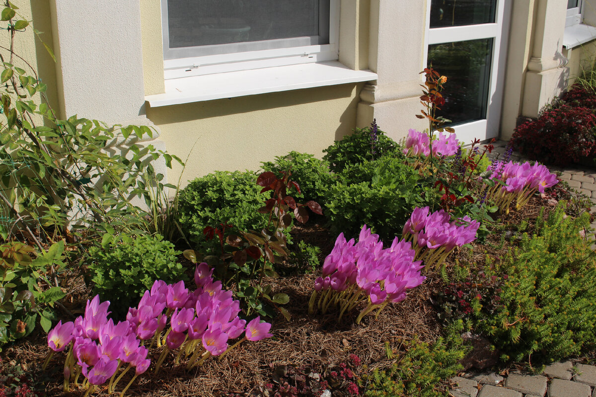 1. Наш сад 9 сентября