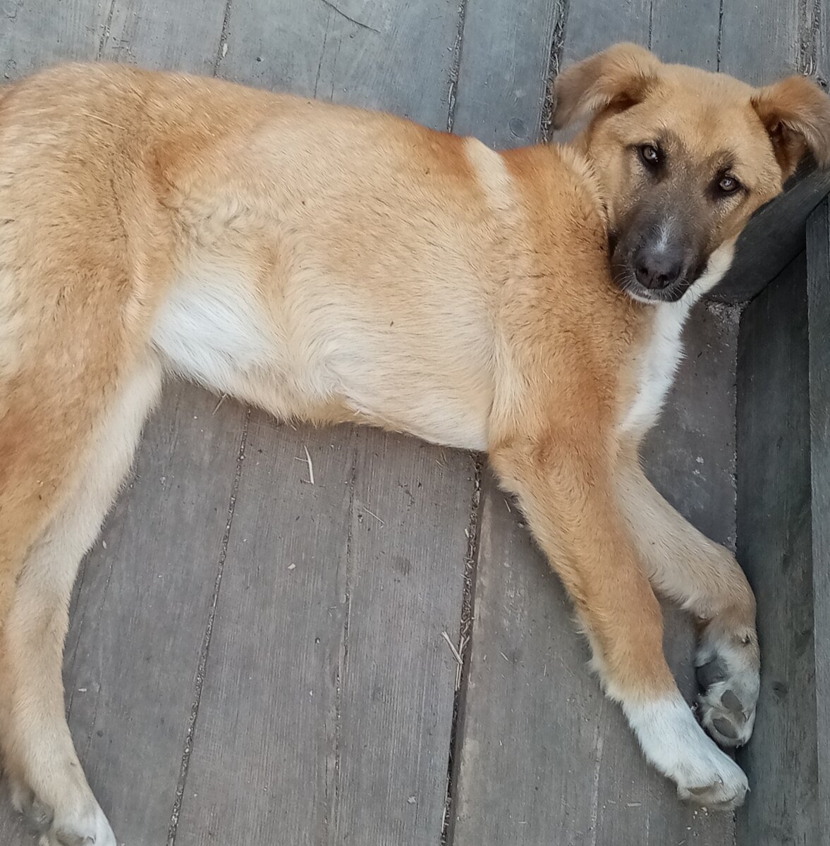 Наша Грэта, породы Алабая. Фото автора. 