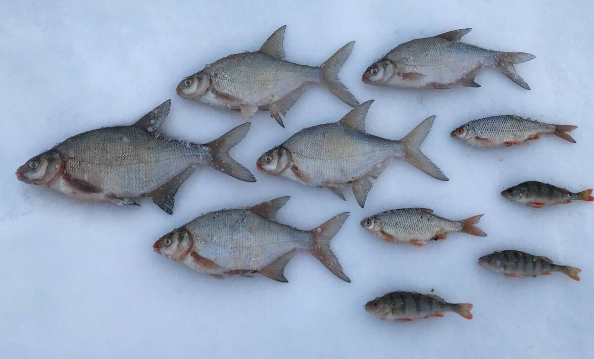 Лещ и подлещи