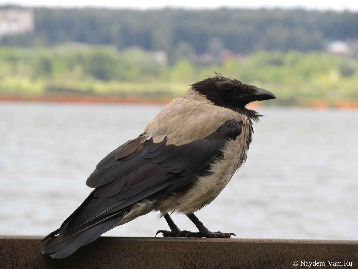 10.08.2020. Ижевск. Набережная Пруда