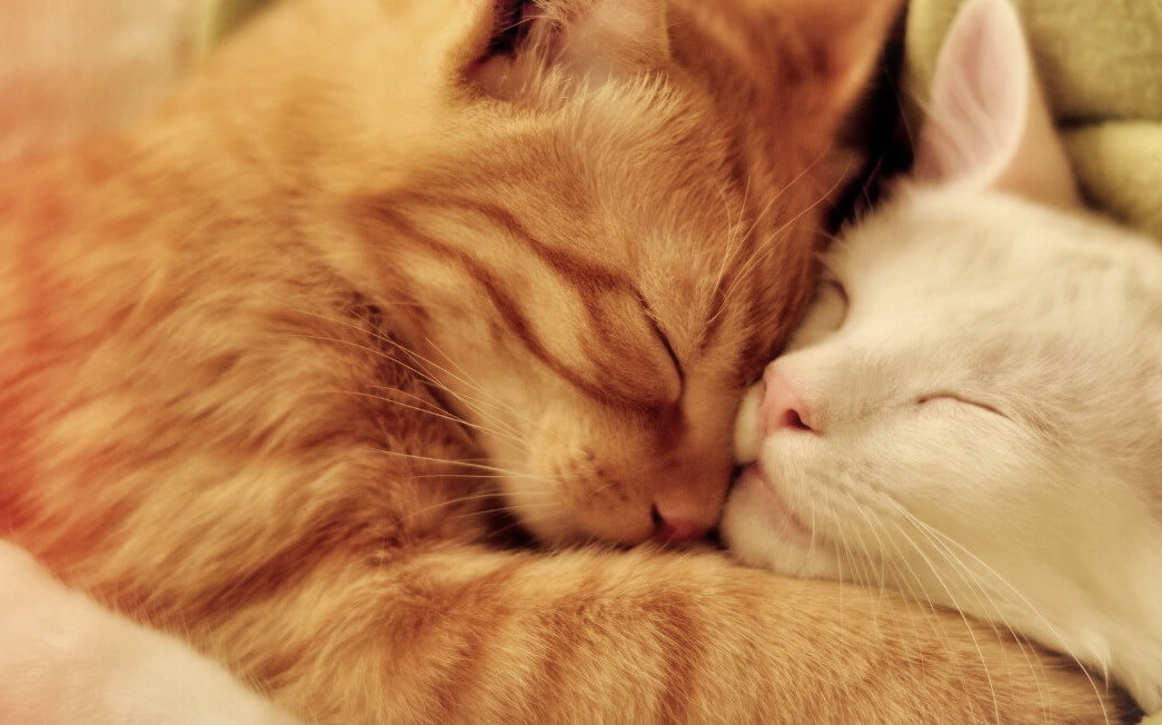 Клуб котеек.