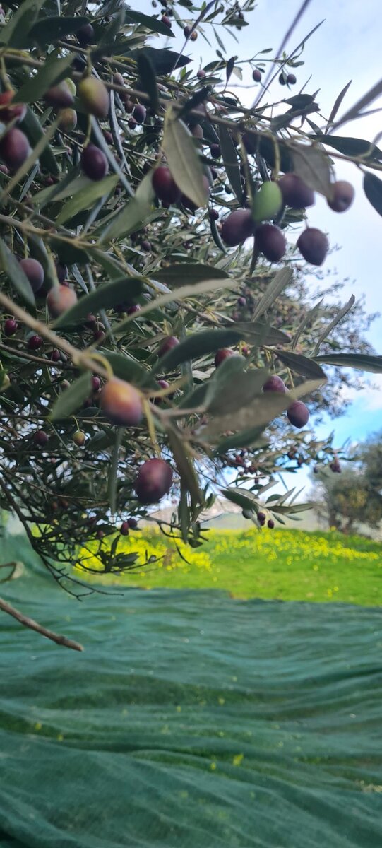 Вот такие специальные сетки расстилают под оливами перед тем, как начать прочесывать дерево специальным инструментом (фото Яниса)