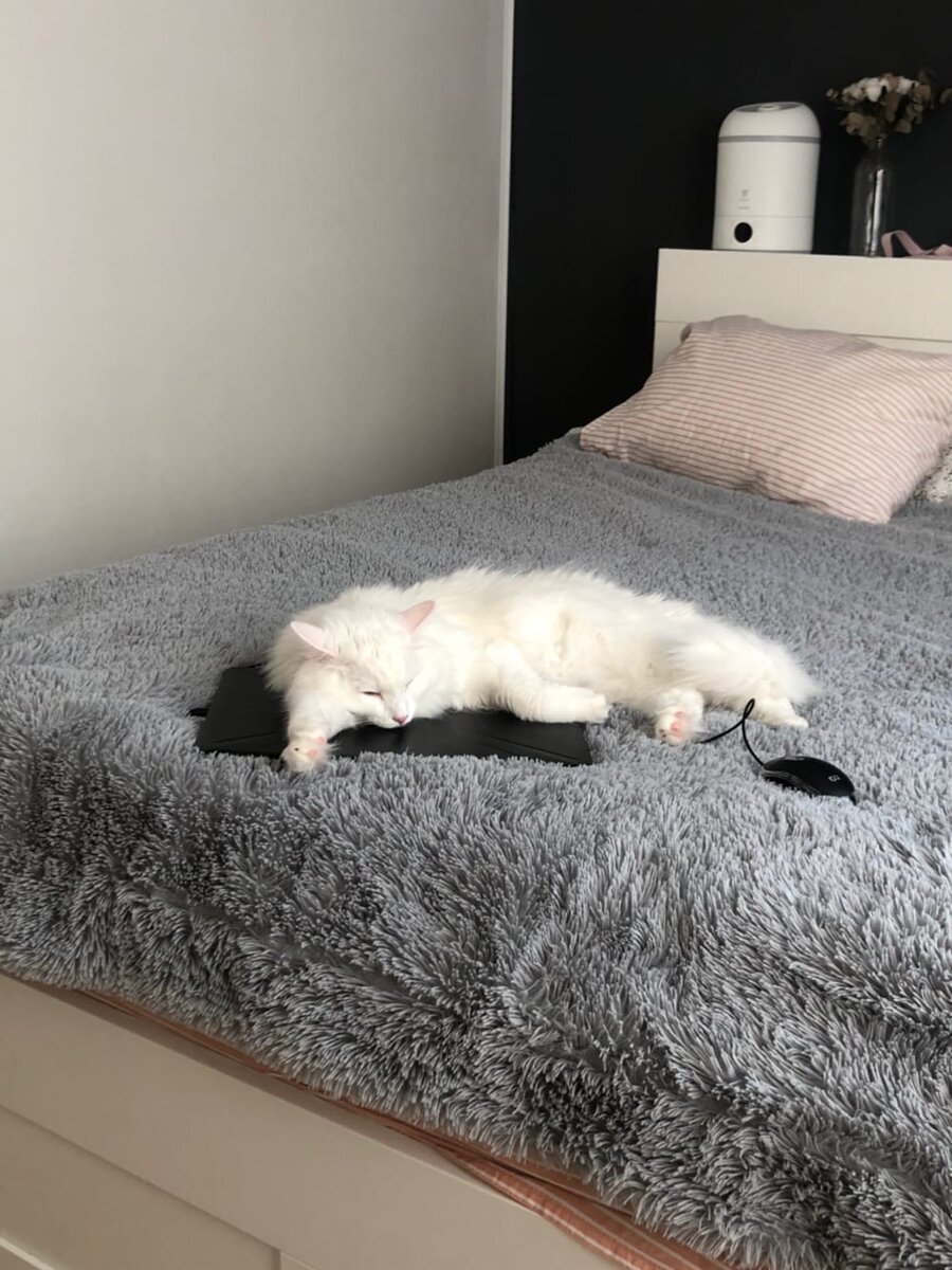 Кот Семён предпочитает дорогую технику