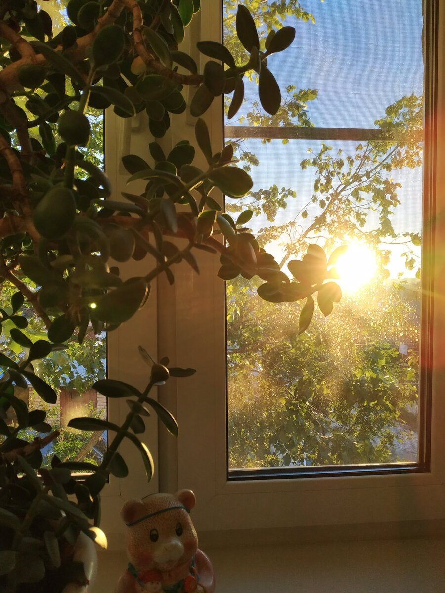 Зайчик солнечный в окно. Солнце в окне. Солнце из окна. Луч солнца в окне. Солнышко на окно.