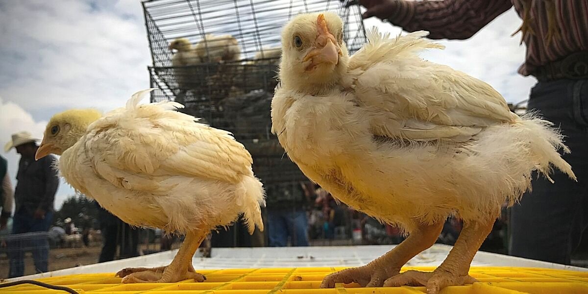Приобретая цыплят на рынках, необходимо понимать и риски покупки "кота в мешке"