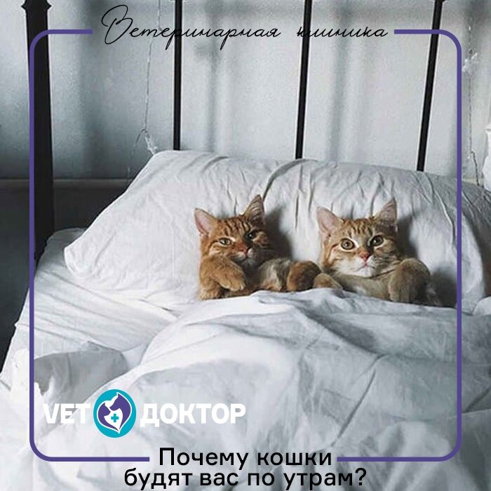 🔹Возможно, кошка голодна Самая очевидная причина разбудить хозяев - желание поесть. В таком случае накормить животное и впредь соблюдать режим питания. Желудок питомца работает по расписанию, и нарушая режим питания, вы доставляете кошке дискомфорт.

🔹Возможно, кошка испытывает стресс
Если кошка беспокоится, ошеломлена, напугана или обеспокоена иным образом, она может прийти к вам за утешением. Питомец видит в вас защитника и опекуна, а не просто источник пищи. Если ваш пушистый друг испытывает стресс или у него депрессия, вполне нормально, что он может прийти к вам ночью и "рассказать" об этом.

Единственное решение в данном случае - найти источник стресса и постараться избавиться от него.

🔹Ваша кошка использует выученное поведение...
Ваш кот когда-нибудь будил вас раньше, и вы кормили его, чтобы он успокоился и был доволен? Если это так, то вы могли непреднамеренно дать понять кошке, что можно будить вас всякий раз, когда она испытывает голод.

Кошки быстро учатся, и если думают, что получат желаемое, просто разбудив вас по своей прихоти, они воспользуются этим. Будьте осторожны с тем, чему учите свою кошку:)

🔹Возможно, питомцу просто одиноко
Еще одна причина, по которой ваша кошка может привлекать внимание рано утром, в том, что она жаждет социального взаимодействия. Кошек иногда считают одиночками, но они должны взаимодействовать с другими существами, как и все остальные.

Ваша кошка может просто захотеть поиграть с вами или провести с вами время, и она может быть недовольна, что ее игнорируют.

Один из способов справиться с проблемой - подарить кошке друга. Другое домашнее животное в доме, особенно вторая кошка, может помочь коту избавится от одиночества, а вам подарит долгий крепкий сон.

Еще один способ сделать вашего котика счастливым - поиграть с ним перед сном, чтобы выплеснуть лишнюю энергию.

В любом случае, проблема решаема
В конце концов, ваша кошка слишком рано будит вас - это проблема, которую можно решить, если определить причину такого поведения.
