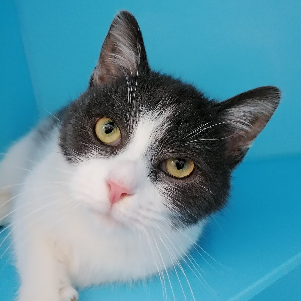 Суровая брутальная морда... А за ней прячется добряк и мурлыка