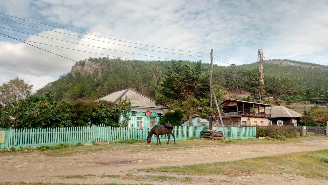 Фото автора. Лошади здесь съедают траву подчистую.