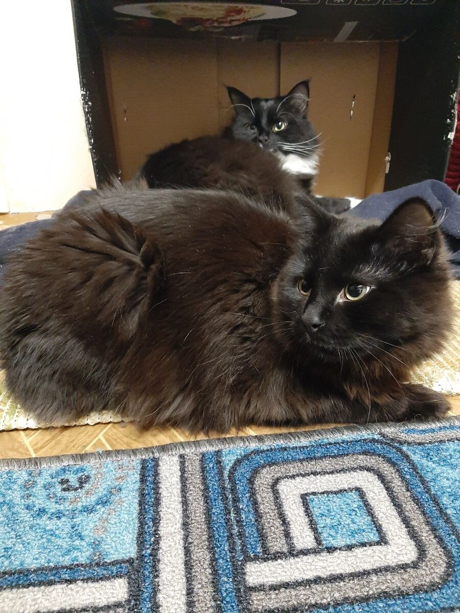 Знакомьтесь, это Ветер (на заднем плане) и Вечер (во всей красе!)