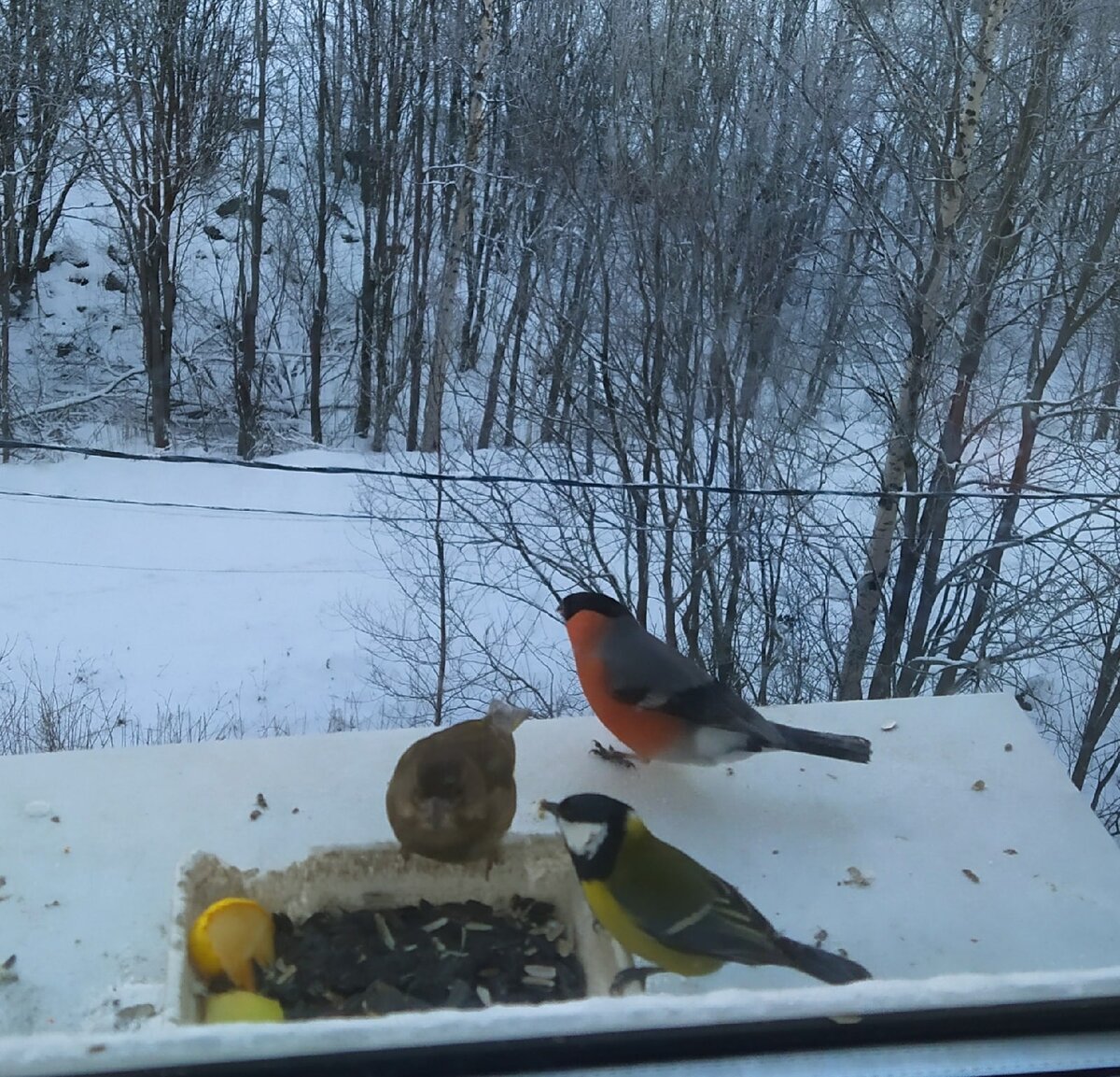 Птички за окном.Как это мило!