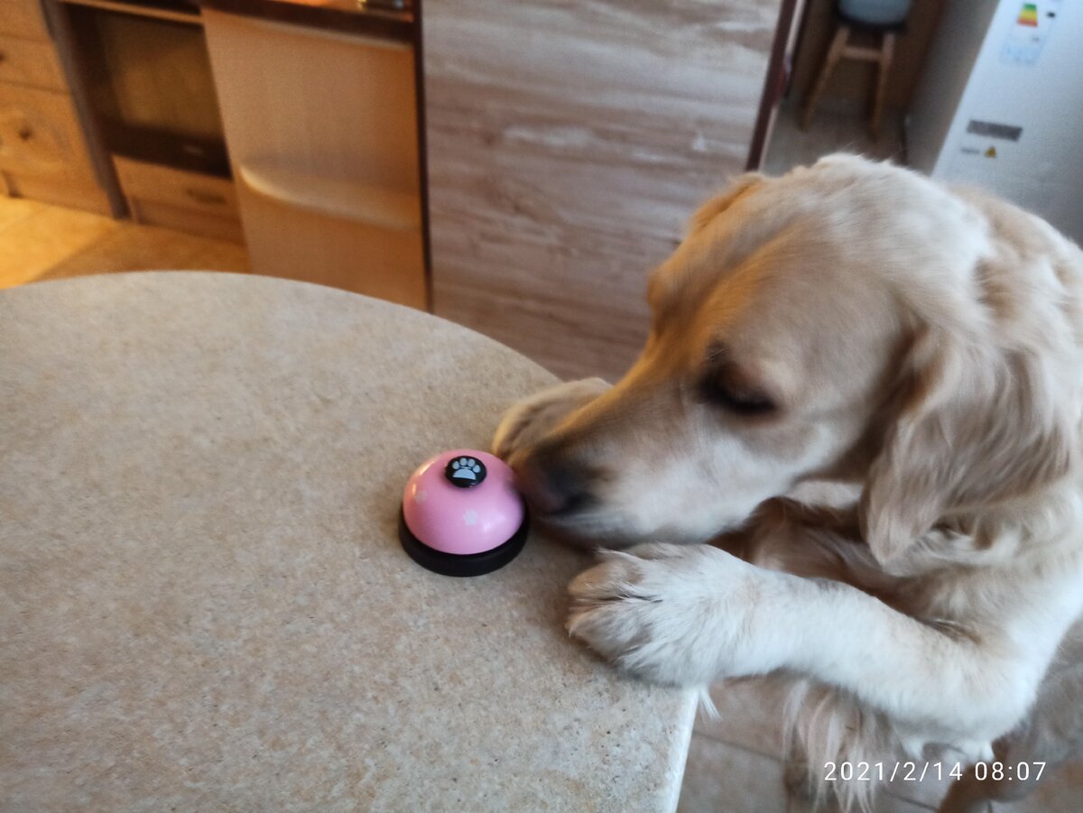 Куба сообщает новость - он хочет есть!