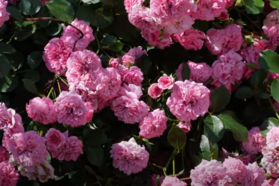 Роза Лес Кватре Сизонс