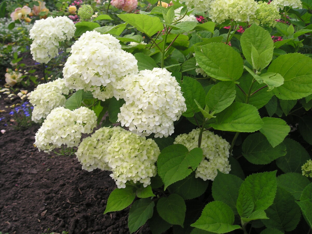 Гортензия древовидная "Аннабель". Обзор (Hydrangea arborescens "Annabelle") - см