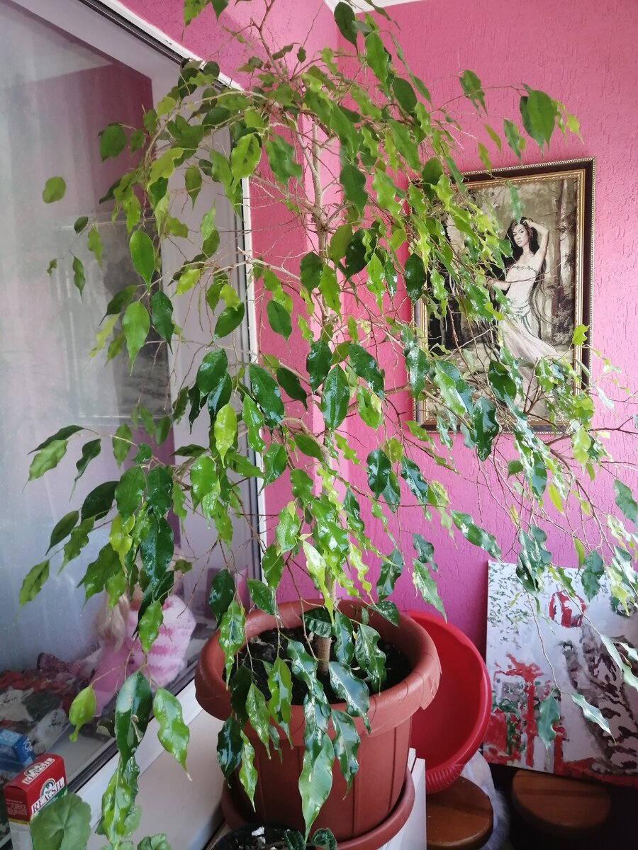 Мой фикус, покупала за 30 рублей, 15 лет назад. Почему помню цену, сама не знаю)