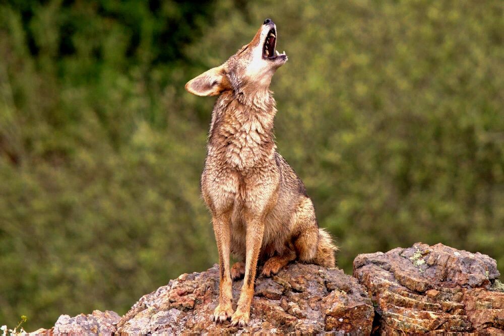 Койот Яндекс картинки