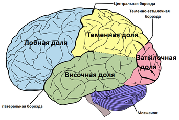 Credit: https://commons.wikimedia.org/wiki/File:Brain_diagram_ru.png