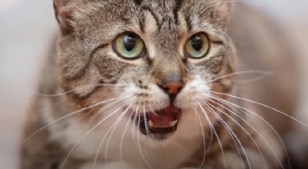 Кошка мяукает