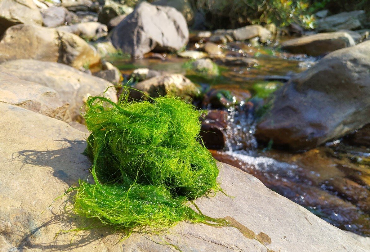 Мох, напоминающий мочалку, оставляют на камне, чтобы он просох.