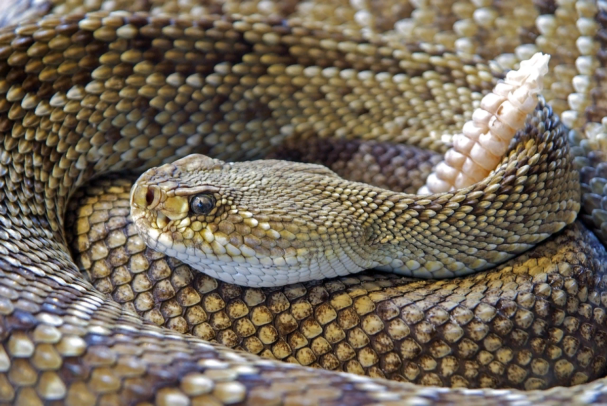 Гремучая змея относится к отряду. Техасский гремучник змея. Ямкоголовая гадюка. Малочешуйчатый полоз. Гадюка гремучая змея.