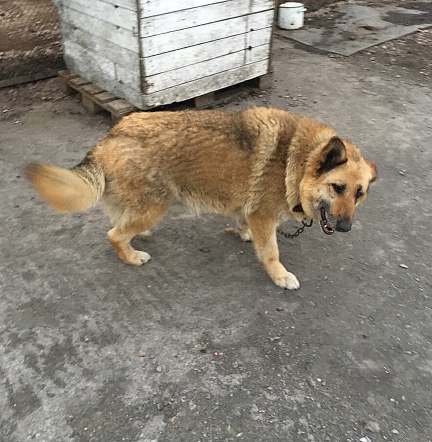 Маруся в приюте. Фото волонтёров Воркутинского Общества защиты бездомных животных