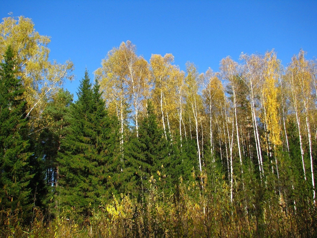 Густой подрост. Березово-лиственничный лес. Берёзово-Пихтовый лес. Хвойно-мелколиственные леса. Мелколиственные леса Западной Сибири.