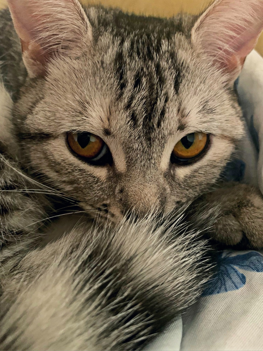 «Нос мёрзнет. Может уже впустишь домой?»