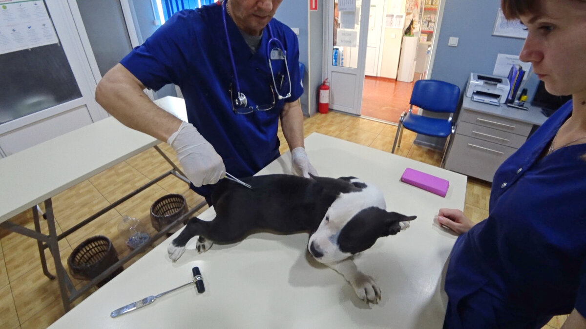 Осмотр щенка