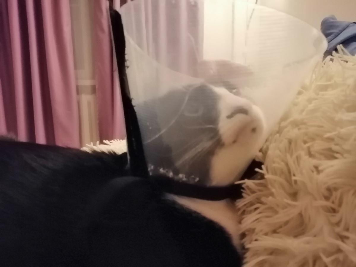 Фото автора. Генерал Бубута после операции. Все, что он думает о нас, о ветеринарах, о воротнике -  живописно отражено на морде... 