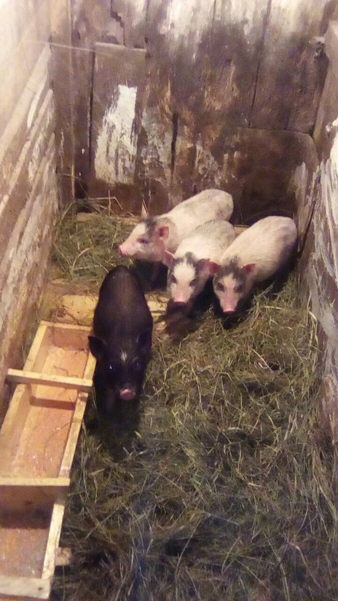 Фото: zen.yandex.ru