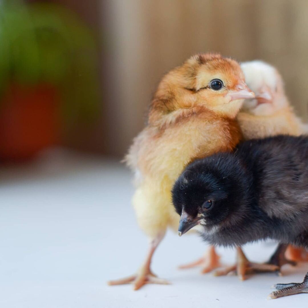 Мои цыплятки. Будущие несушки