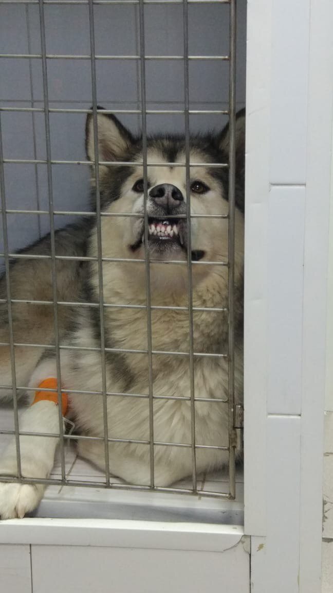 собака скучает в стационаре