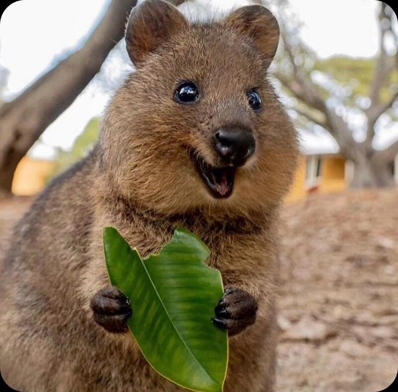 Малышь квокка. Фото находится в свободном доступе . Взято из сети Яндекс.