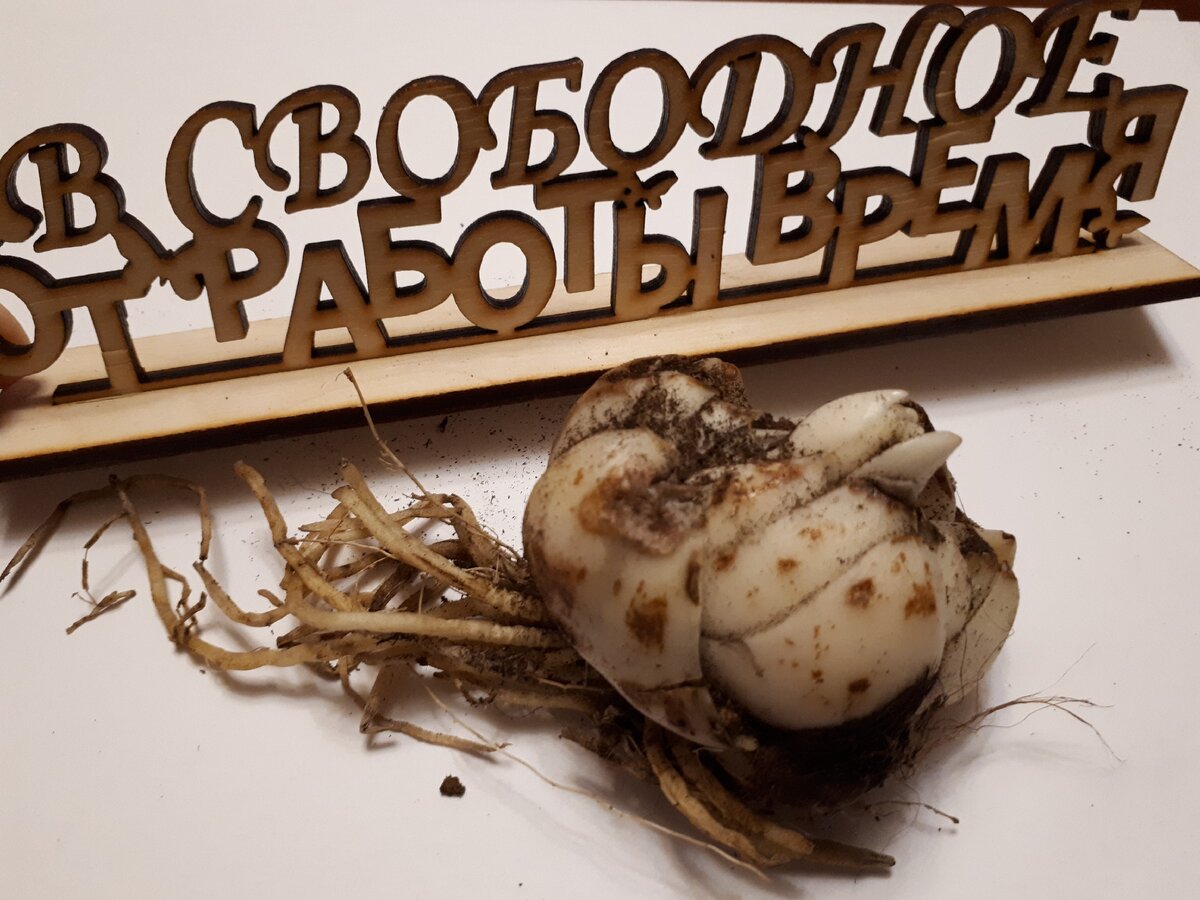 Луковица лилии. В тепле в магазине начала уже расти. Можно посадить в горшок. Но не рекомендую. Убираем в ящик для овощей в холодильник