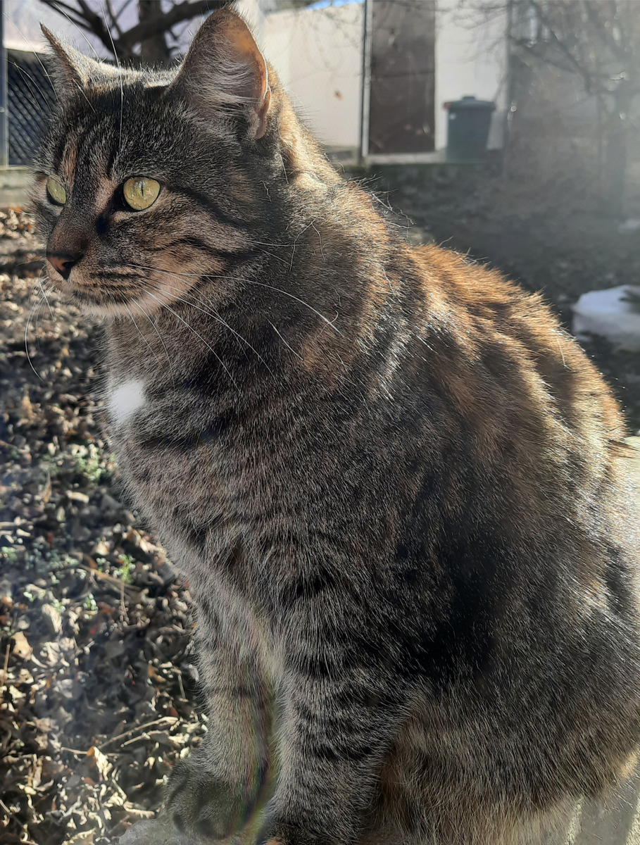 Здоровый представитель кошачьего племени. Шерсть блестит и переливается на солнечном свету. Животное присматривает за своим человеком и охраняет от всяческих бед даже во время чаепития.