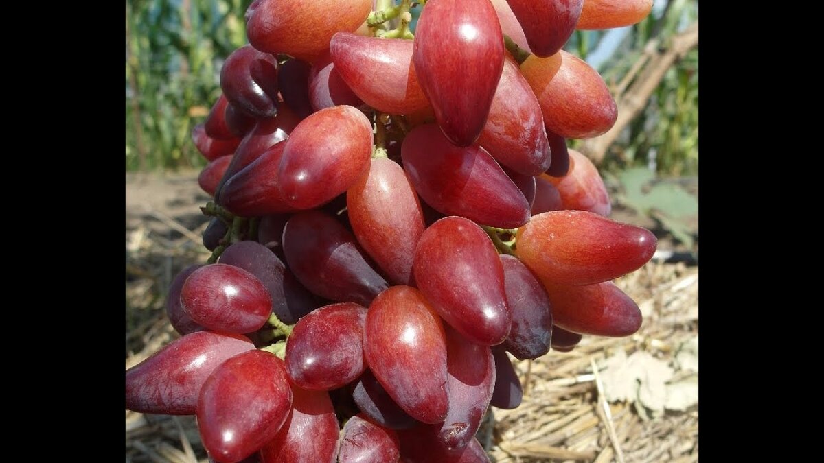 ГФ Перцовый красный. Оригинатор Калугин Виктор Михайлович. Фото взято из Яндекс. картинки.