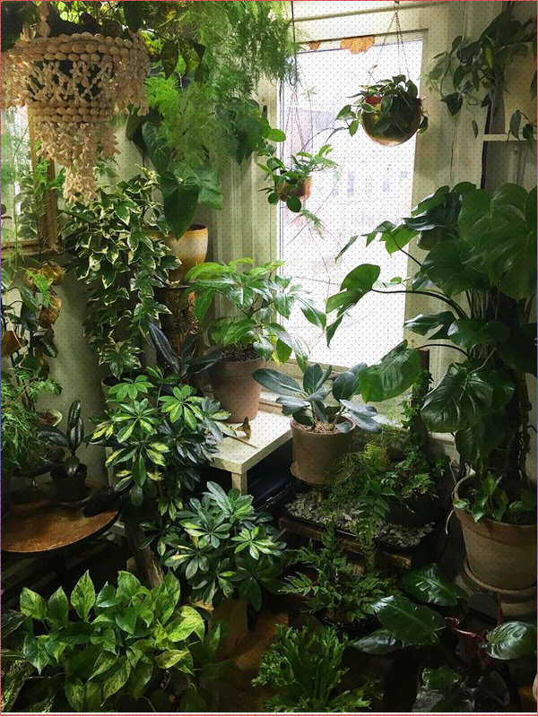 В квартире места мало, но машины нет, и дачи тоже. Но я хотя бы перестала экономить на еде с продажи растений.