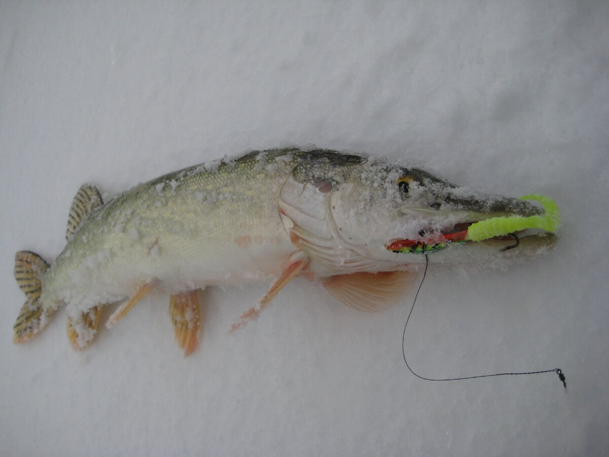 Не задерживайтесь на лунках больше чем на десять, пятнадцать проводок приманкой. Фото автора.